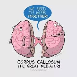 Corpus Callosum Fact Sheet